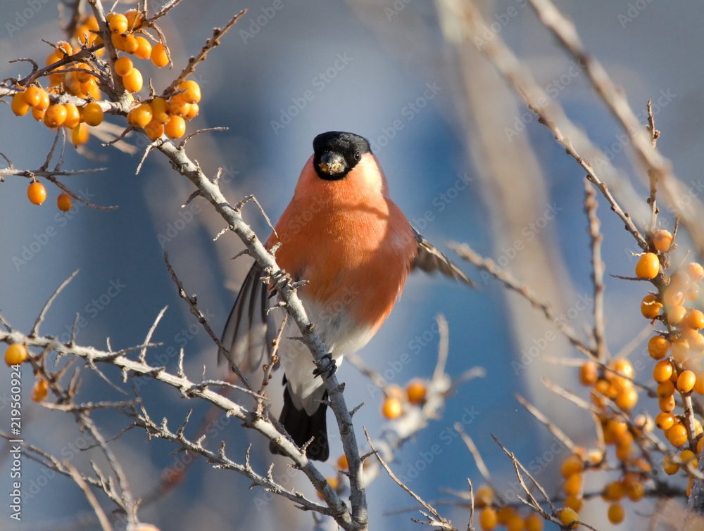 Naklejka premium Bullfinch on the branch of Sea-buckthorn
