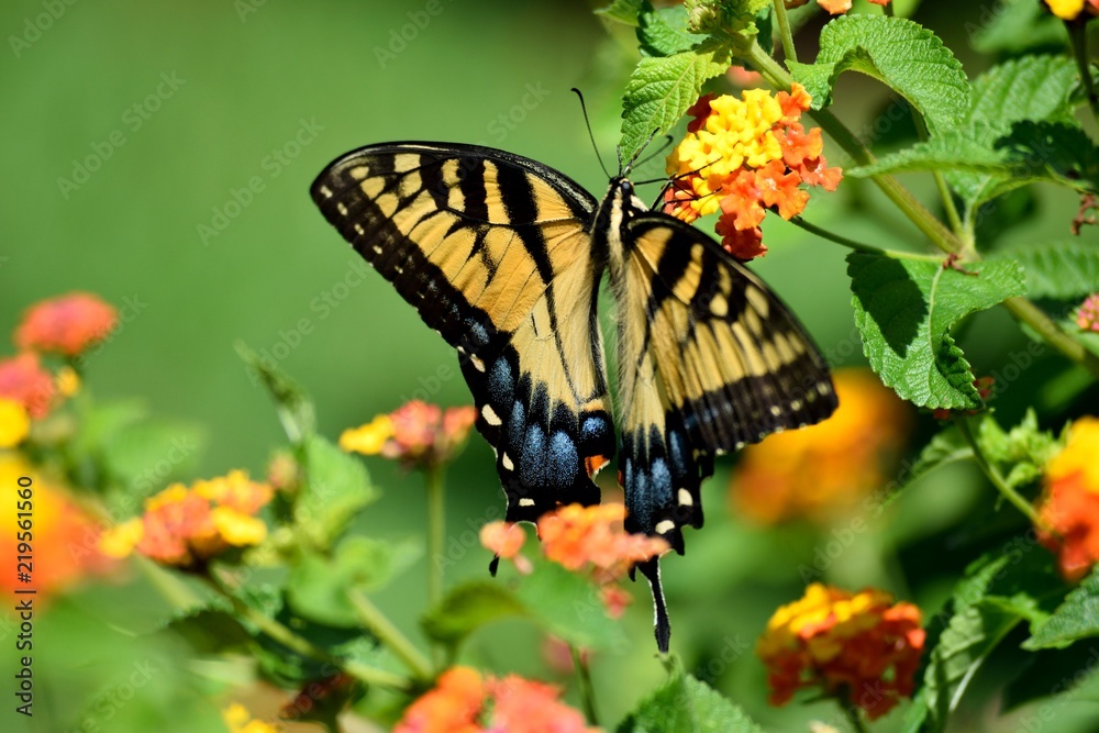 Fototapeta premium Vibrant Tiger Swallowtail butterfly background