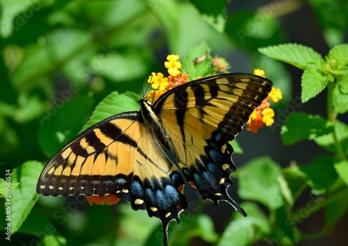 Vibrant Tiger Swallowtail butterfly background