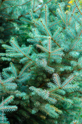 green spruce branches background © solidmaks
