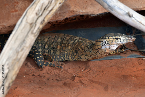 Australia, Zoology, reptile photo