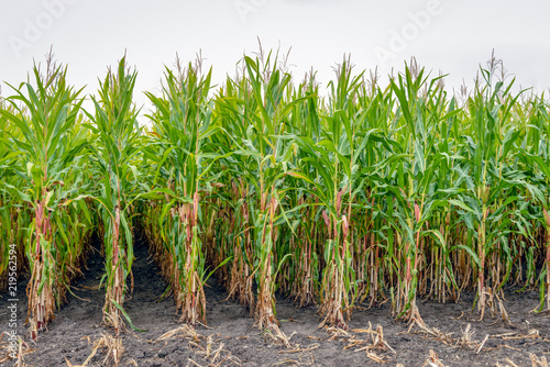 Partially harvested silage maize from close