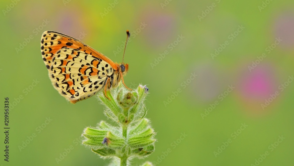 Obraz premium Melitaea trivia 431