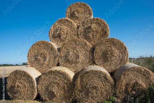 Large round hay bales stacked in the field after harvesting the corn