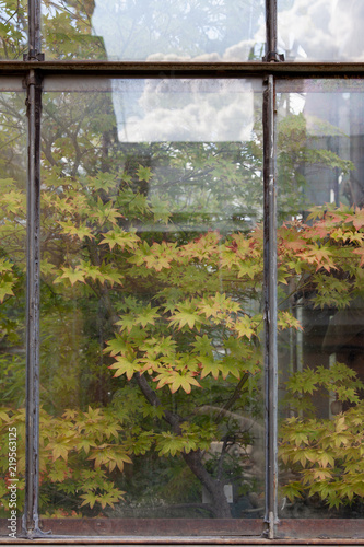 Maple tree behind the glass of a greenhouse
