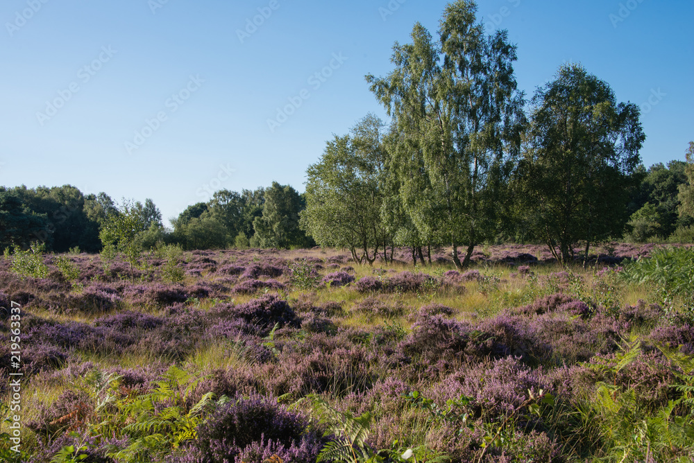 Pretty heathland scene of green trees against the purple heather in the centre of the forrest at Allerthorpe, Pocklington Pretty heathland scene of green trees against the purple heather in the centre of the forrest at Allerthorpe, Pocklington