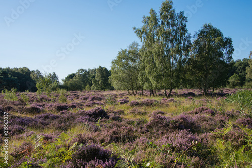 Pretty heathland scene of green trees against the purple heather in the centre of the forrest at Allerthorpe, Pocklington