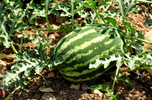 Obraz na płótnie Melonenplantage auf Mallorca w salonie
