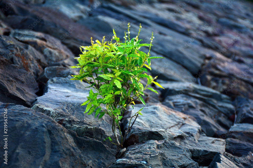 Fototapeta premium little green plant growing on rock's surface near river