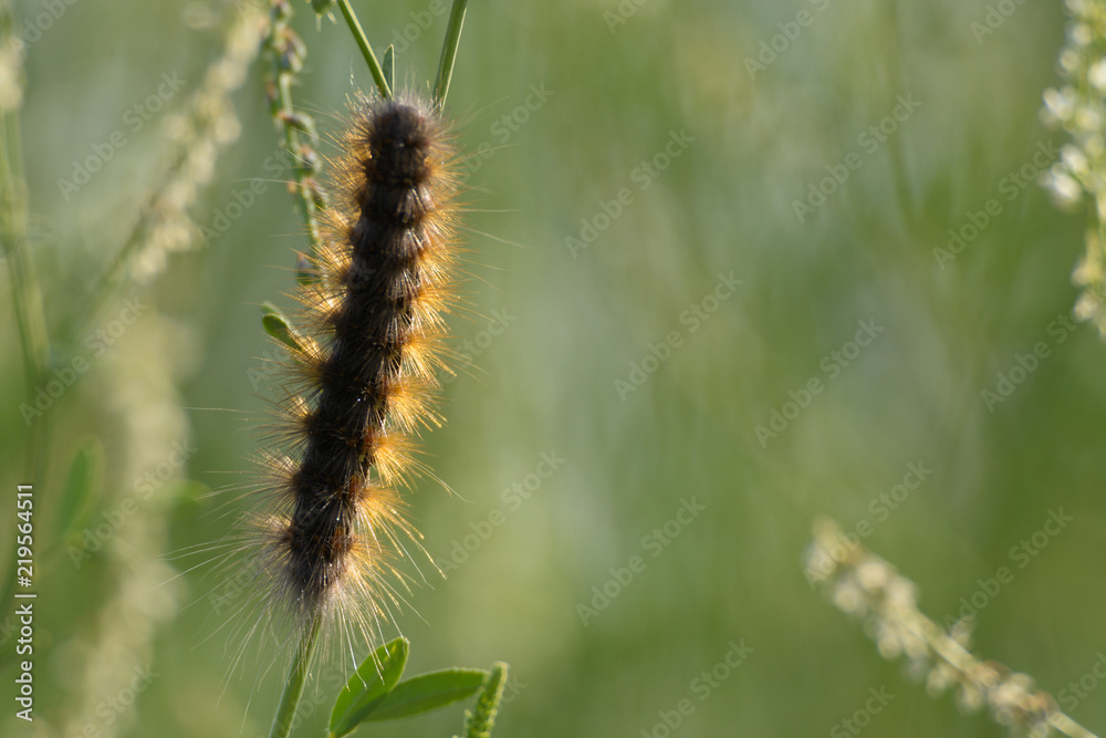 Fluffy wild caterpillar on twig
