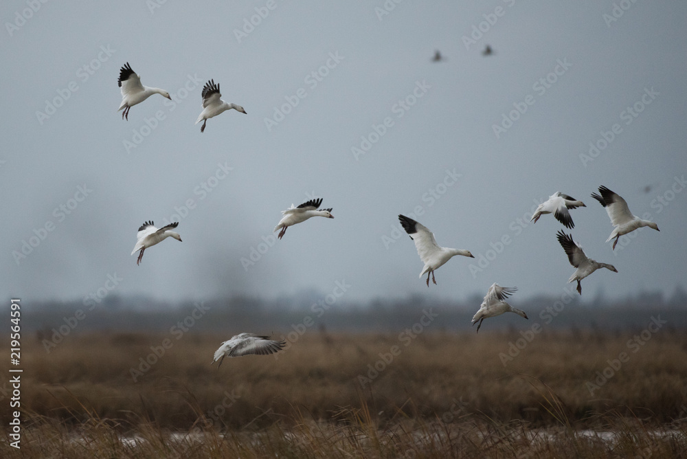 Wild white snow geese flying in group