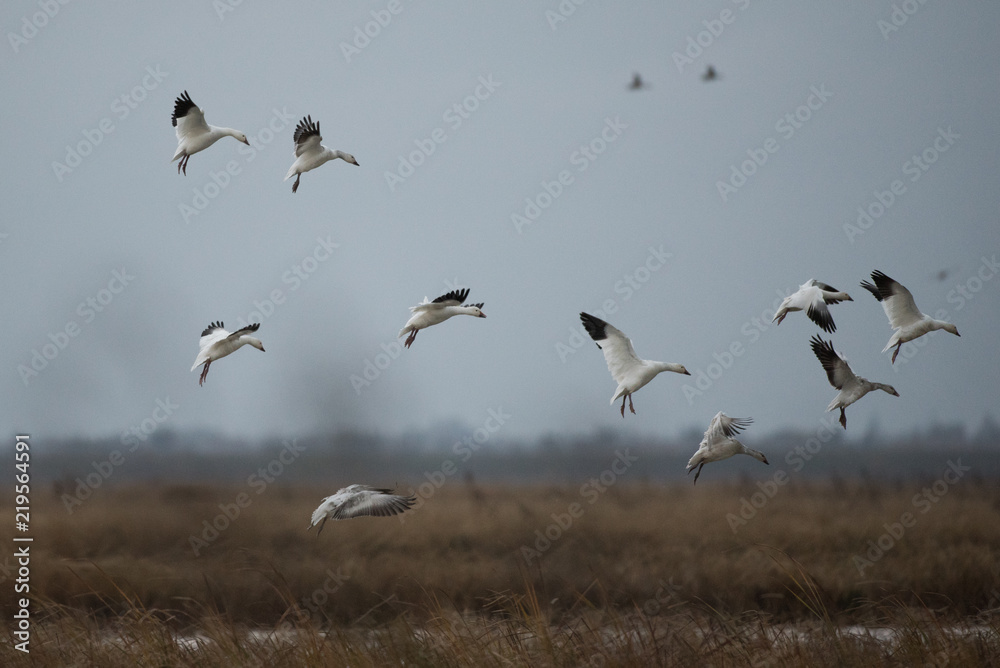 Wild white snow geese flying in group Wild white snow geese flying in group