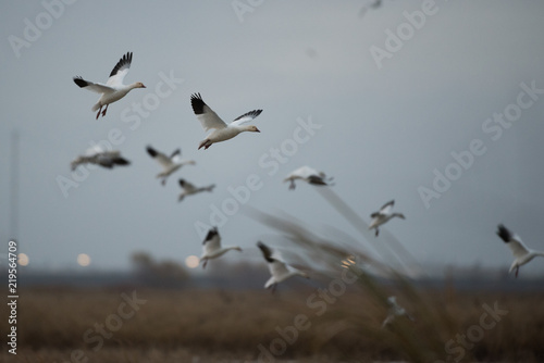 White snow geese flying above lake