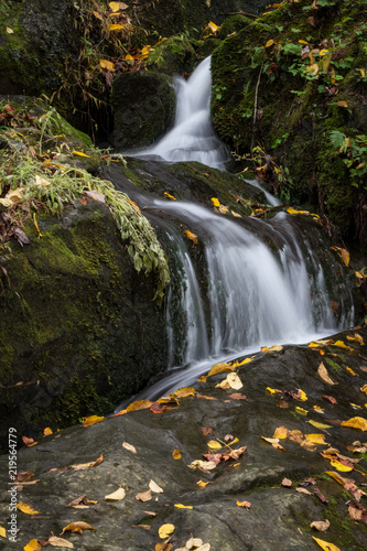 Small waterfall winds its way through rock formations covered in yellow fall leaves, vertical aspect © Natalie Schorr