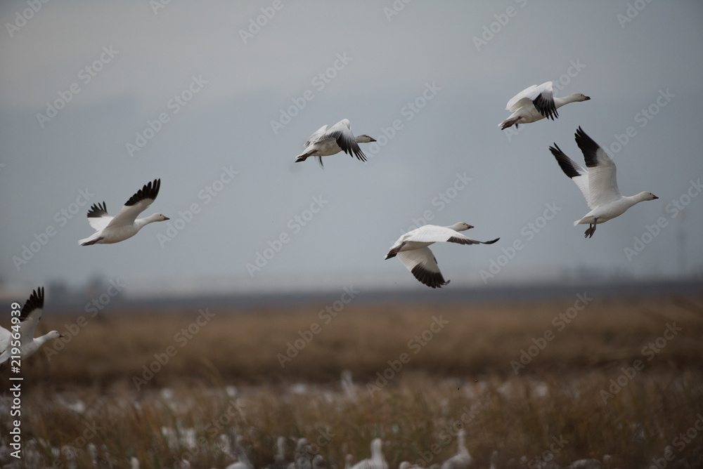 Flying white geese in wild flock