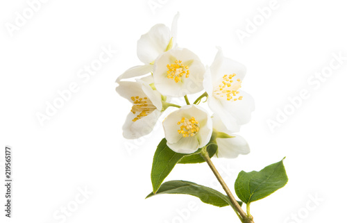 Fototapeta Naklejka Na Ścianę i Meble -  branch of jasmine