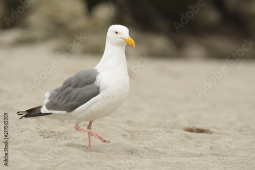 White seagull walking on sandy beach © MikeFusaro