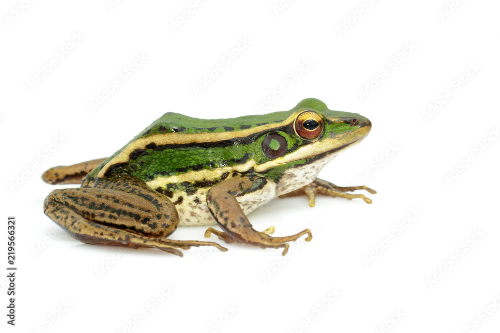 Obraz premium Obraz żaba zielona niełuskanego pola lub zielona żaba niełuskana (Rana erythraea) na białym tle. Płaz. Zwierzę.