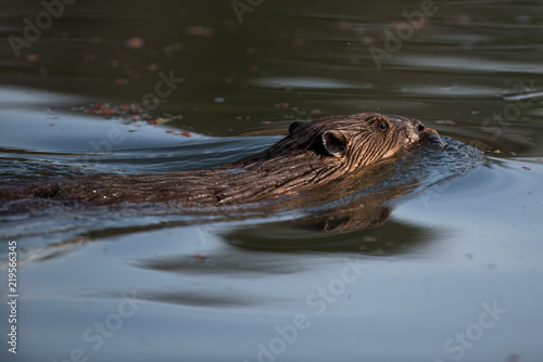 Swimming beaver in clear water