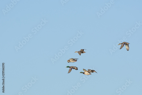Wild flock of mallards flying in sky