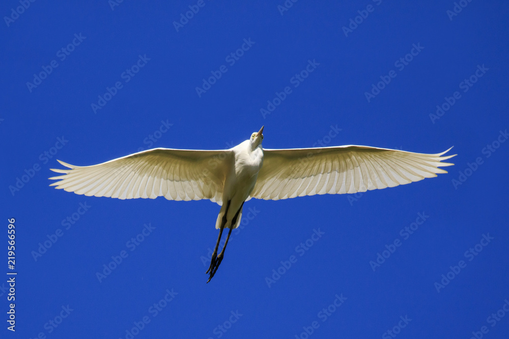 Obraz premium Image of Heron, Bittern or Egret flying on sky. White Bird. Animal.
