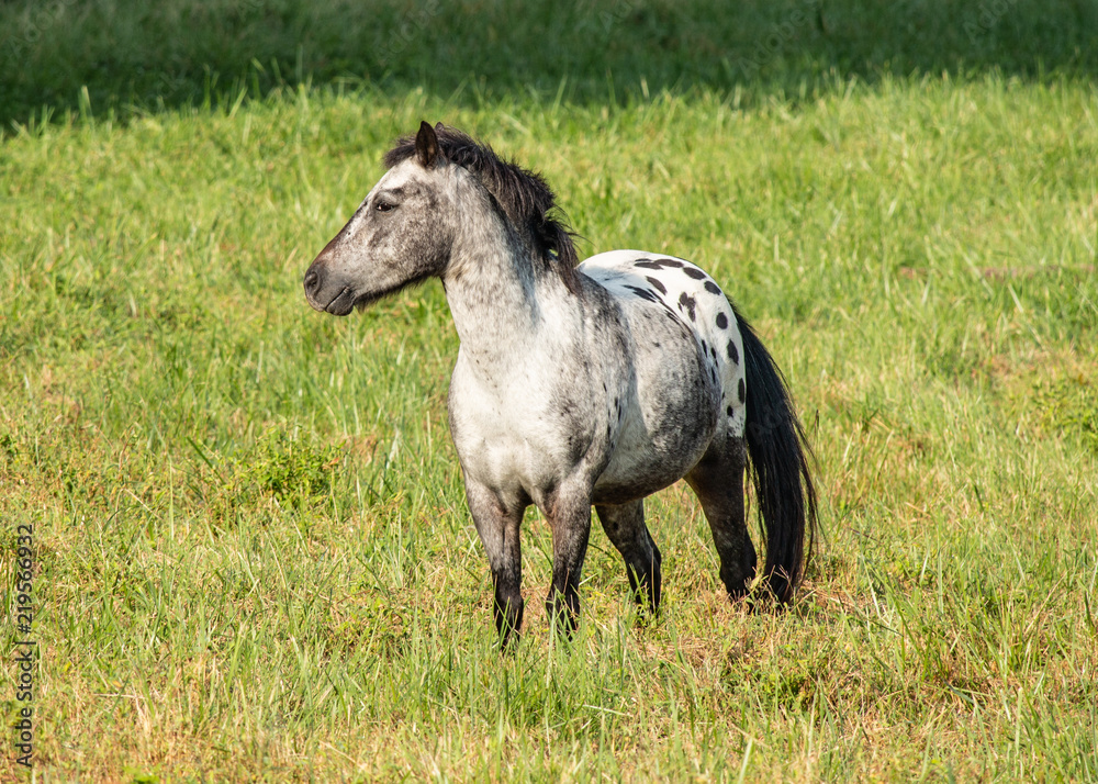 Speckled Pony