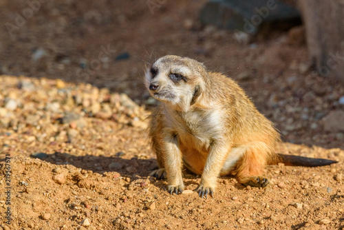 portrait of a small meerkat © shymar27