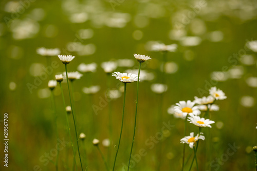 Fototapeta wild daisies in a southern maryland field in calvert county usa