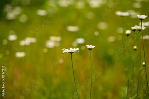 Fotografija wild daisies in a southern maryland field in calvert county usa
