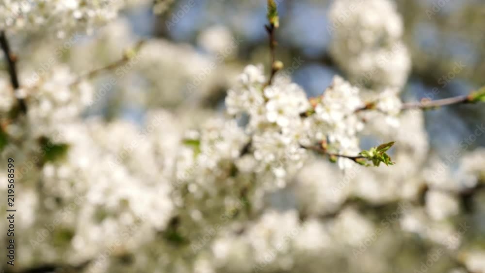 Cherry blossom in spring Cherry blossom in spring