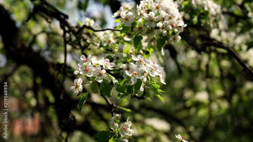 Cherry blossom in spring Cherry blossom in spring
