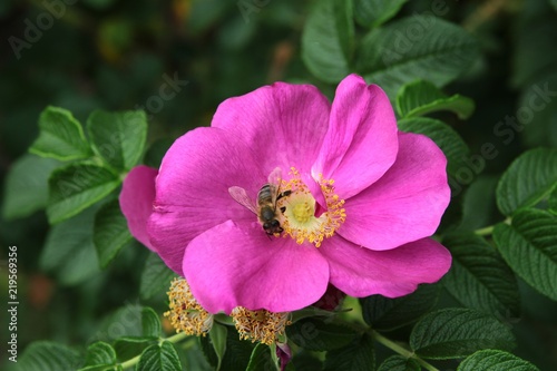 purple flower of rosa canina bush,