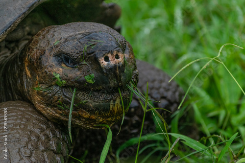 A giant tortoise in Santa Cruz Island, Galapagos photo