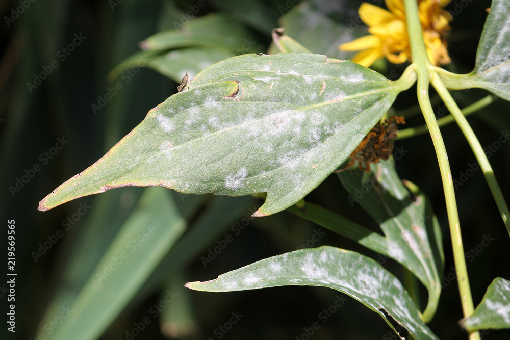 Powdery mildew on green leaf of cutleaf Coneflower or Rudbeckia