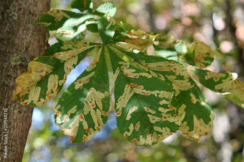 Mines of Horse-chestnut leaf miner or Cameraria ohridella on leaf of common horse-chestnut or Aesculus hippocastanum