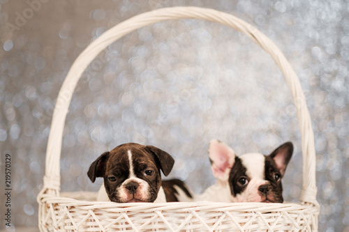 Two French Bulldog puppies are sitting in a basket © spaskov
