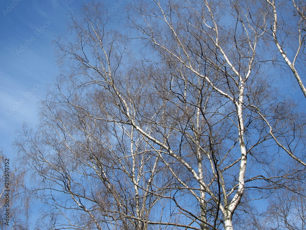 White birches against the blue sky on a frosty winter day White birches against the blue sky on a frosty winter day