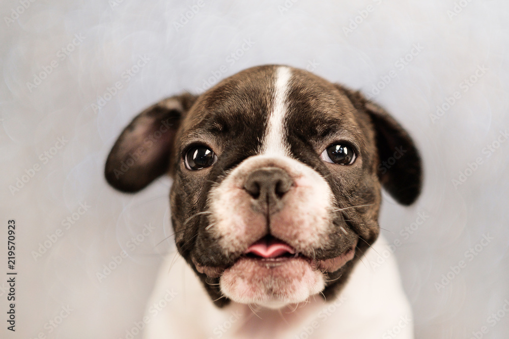 Two-color French Bulldog dog puppy close-up blurry background.