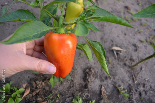 Bright red Bulgarian pepper paprika growing on the street, a vegetable on a branch with green leaves and a female hand