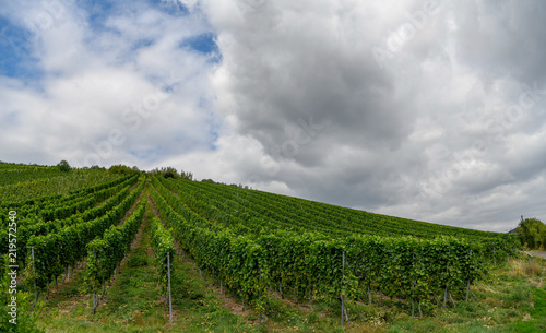 Moseltal in der Nähe von Reil (Weinberge)