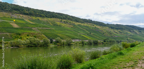Moseltal in der Nähe von Reil (Weinberge)