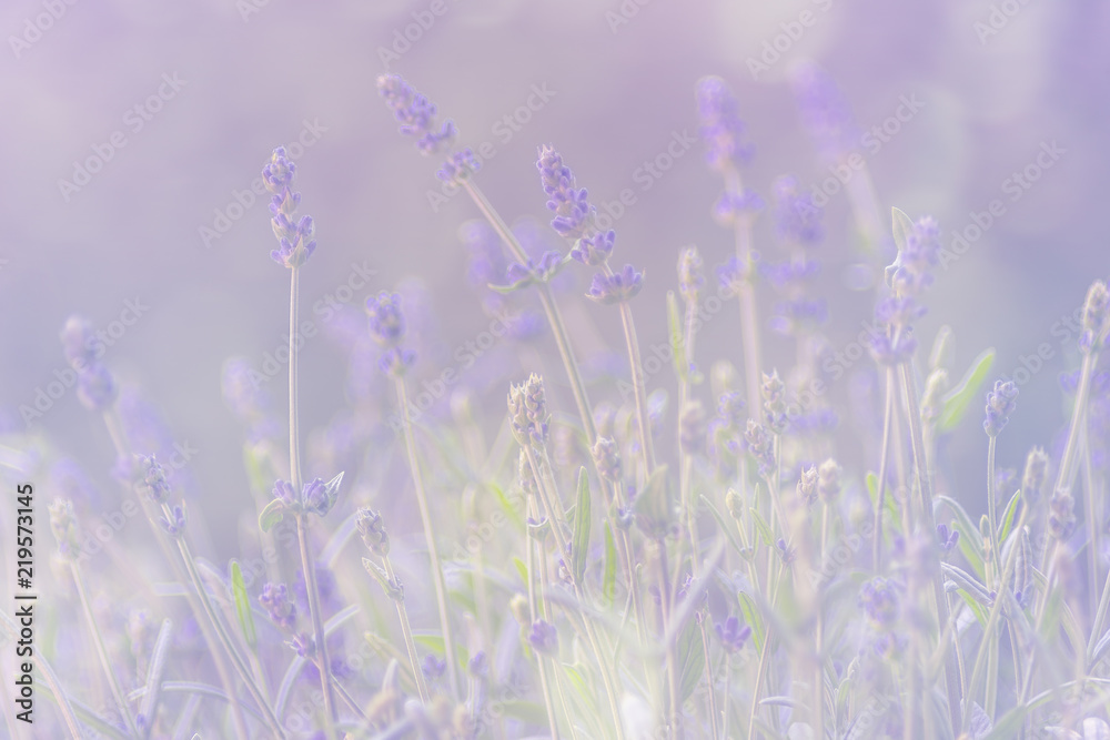 Fototapeta Lavendel, romantisch
