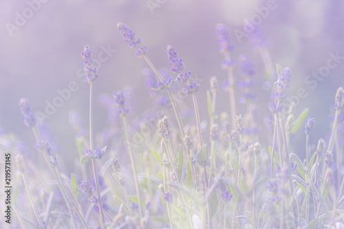 Lavendel, romantisch