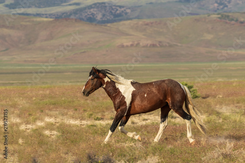 Wild Horse in Utah in Summer © natureguy