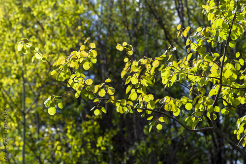 Fototapeta Naklejka Na Ścianę i Meble -  Bright aspen leaves in contrast