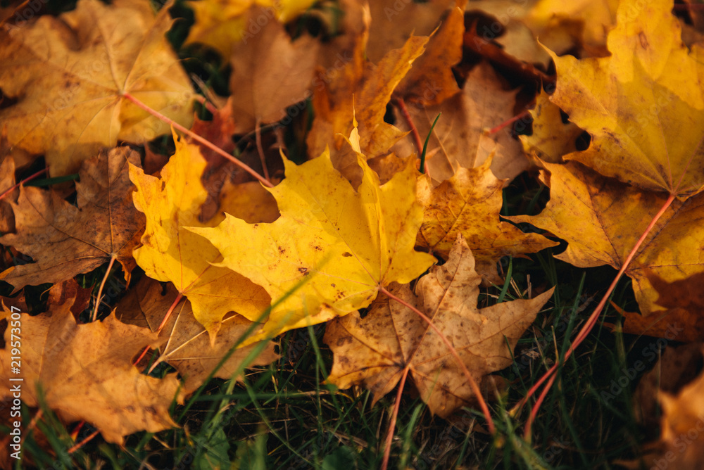 Colorful and bright background made of fallen autumn leaves Colorful and bright background made of fallen autumn leaves