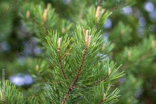 Young pine branches