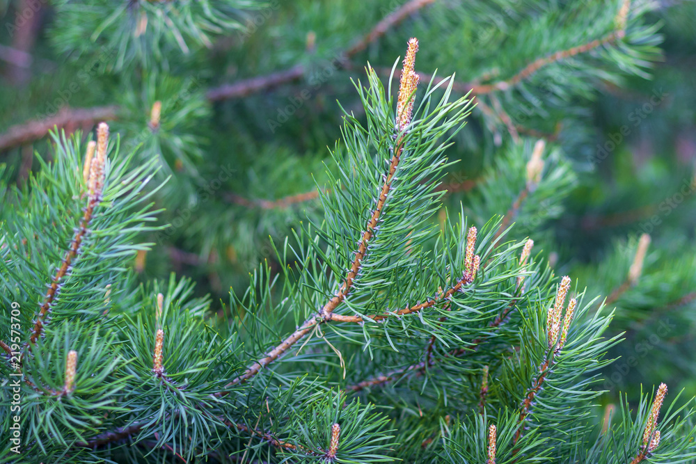 Young pine branches