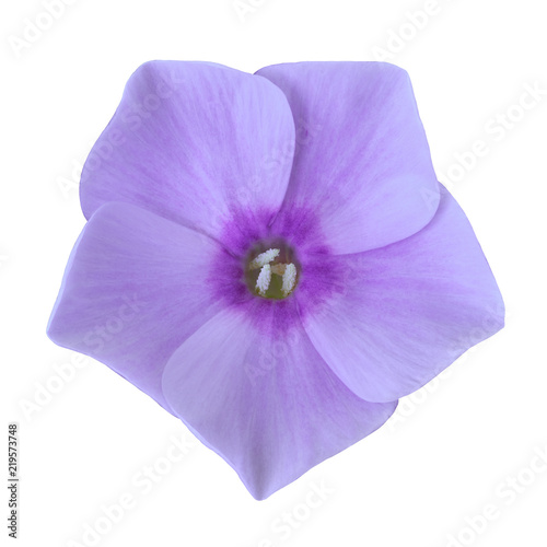 Fototapeta Naklejka Na Ścianę i Meble -  flower lilac purple  phlox isolated on white background. Close-up. Nature.