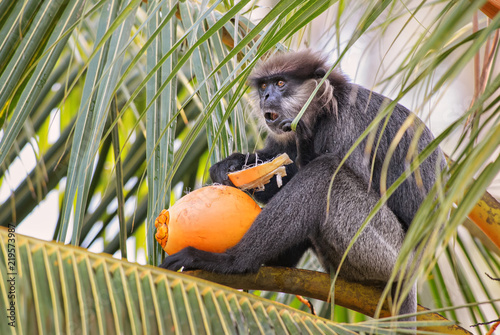 Purple-faced Leaf Monkey - Trachypithecus vetulus, beautiful langur from Asian forests and woodlands, Sri Lanka. photo